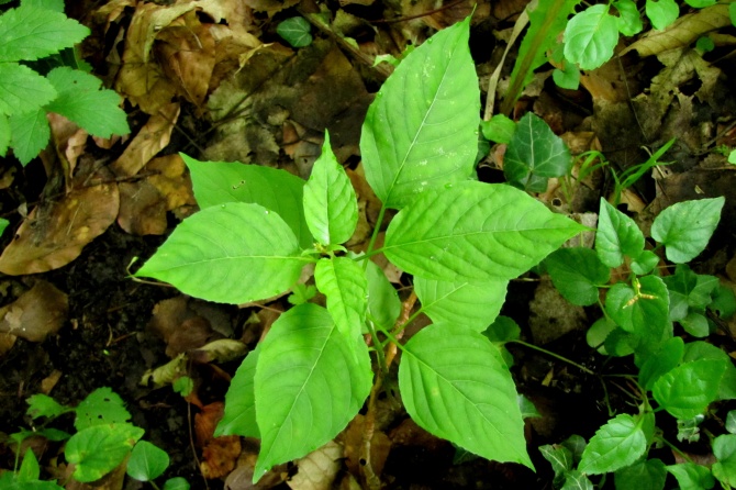 Circaea lutetiana.jpg