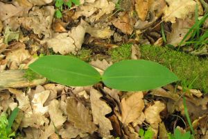 Convallaria majalis.jpg