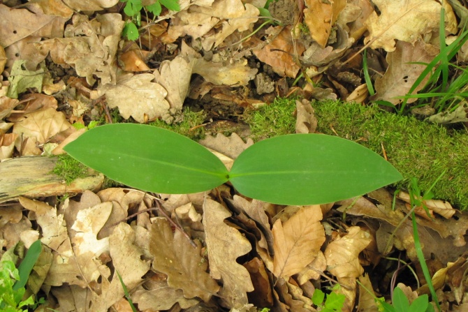 Convallaria majalis.jpg