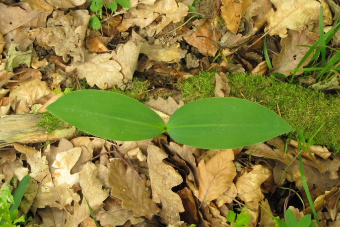 Convallaria majalis.jpg