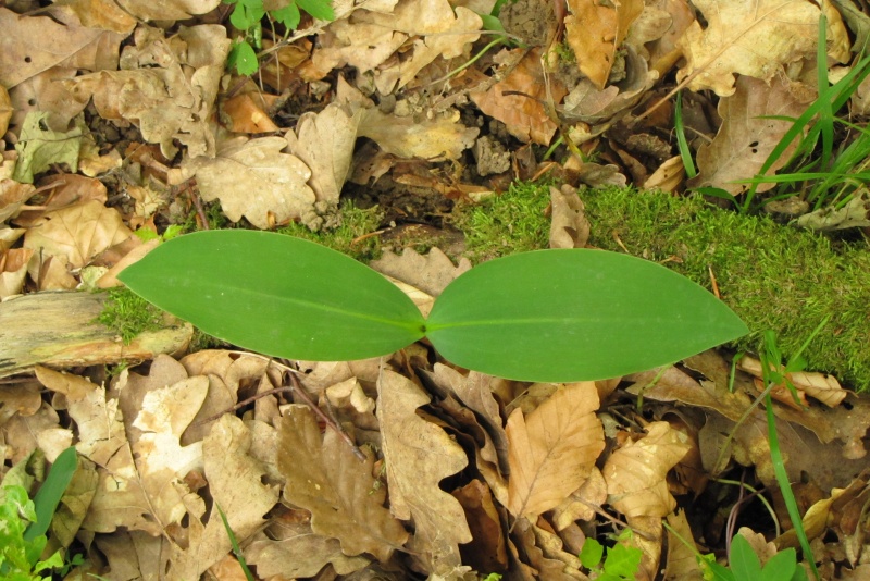 Fichier:Convallaria majalis.jpg