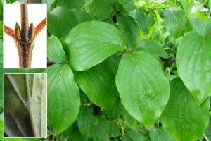 Cornus mas.jpg