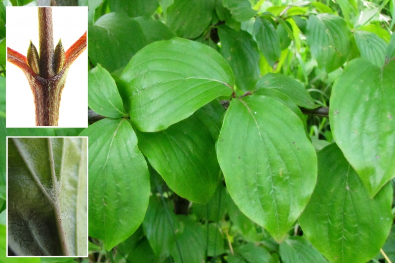 Fichier:Cornus mas.jpg