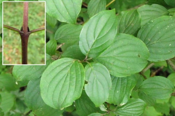 Cornus sanguinea.jpg