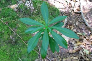 Daphne laureola.jpg