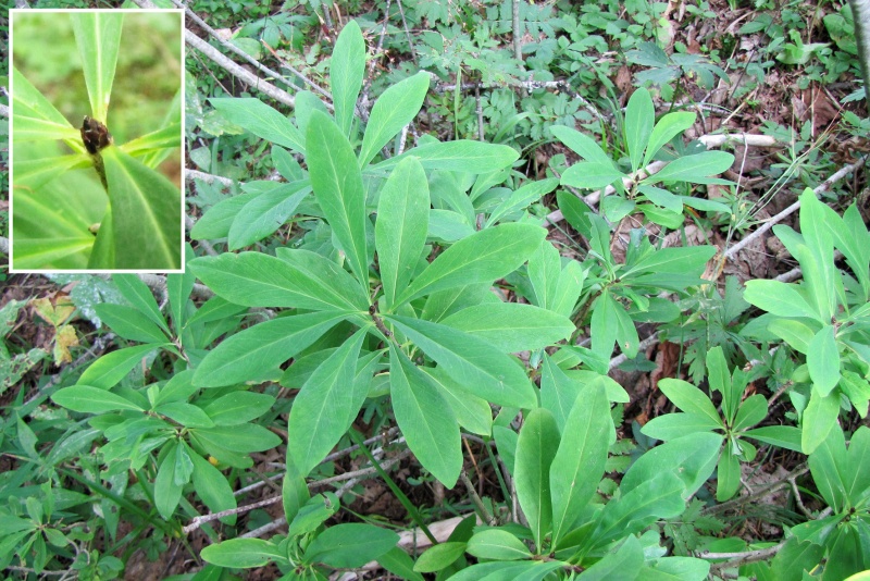 Fichier:Daphne mezereum.jpg