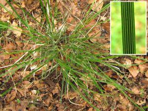 Deschampsia cespitosa.jpg
