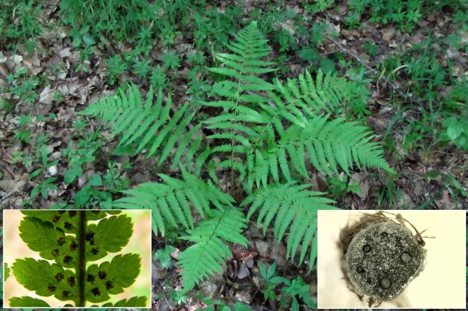 Dryopteris filix mas.jpg