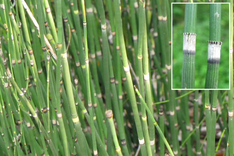 Fichier:Equisetum hiemale.jpg