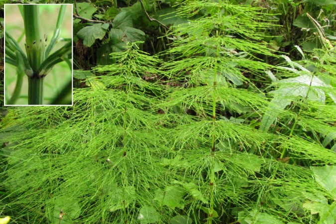 Equisetum sylvaticum.jpg