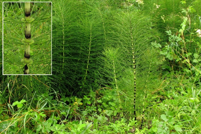 Equisetum telmateia.jpg
