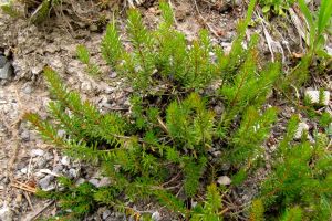 Erica carnea.jpg