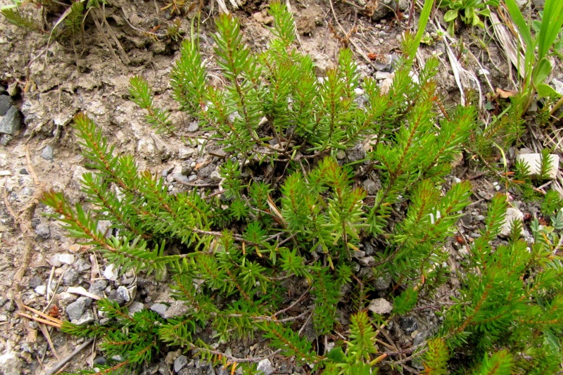 Fichier:Erica carnea.jpg
