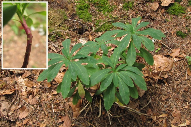 Euphorbia amygdaloides.jpg