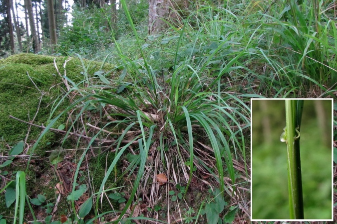 Festuca altissima.jpg