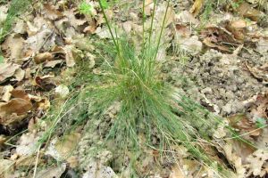 Festuca heterophylla.jpg