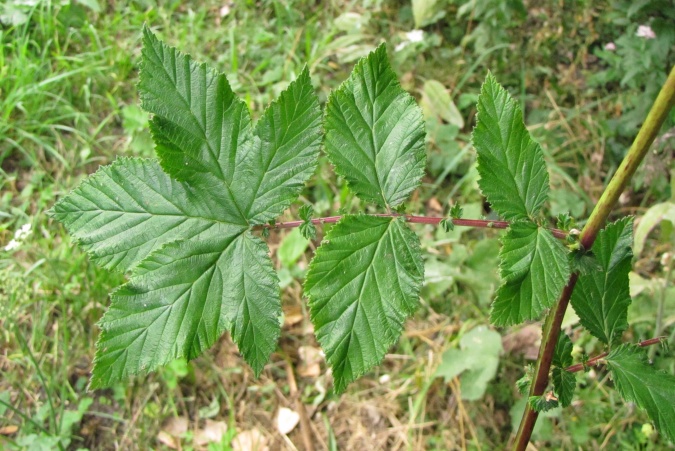 Filipendula ulmaria.jpg