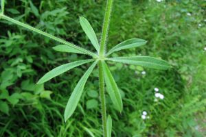 Galium aparine.jpg