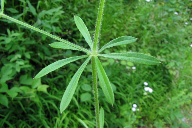 Galium aparine.jpg