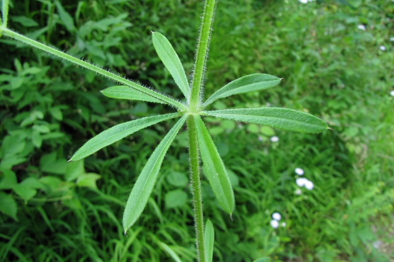 Fichier:Galium aparine.jpg