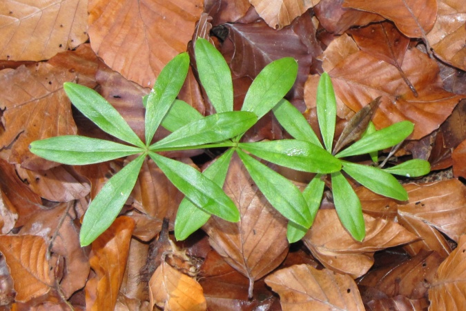 Galium odoratum.jpg