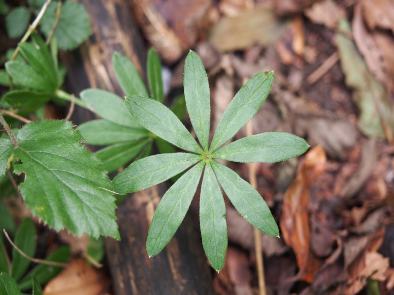 Fichier:Galium odoratum 1.jpg