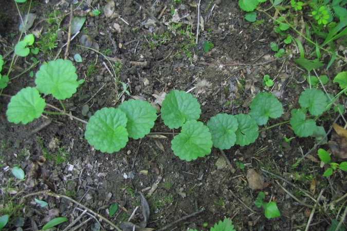Glechoma hederacea.jpg