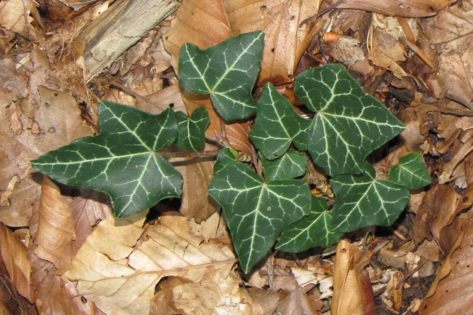 Hedera helix.jpg