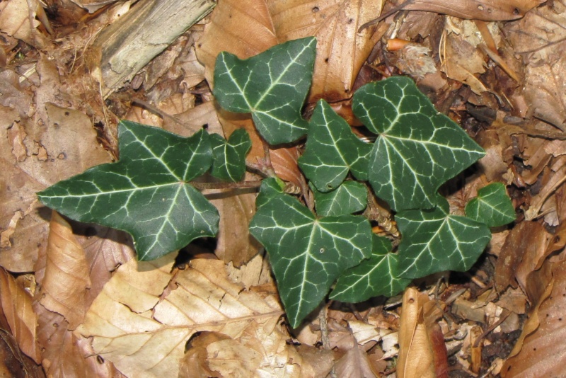 Fichier:Hedera helix.jpg