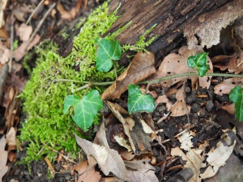 Hedera helix 1.jpg