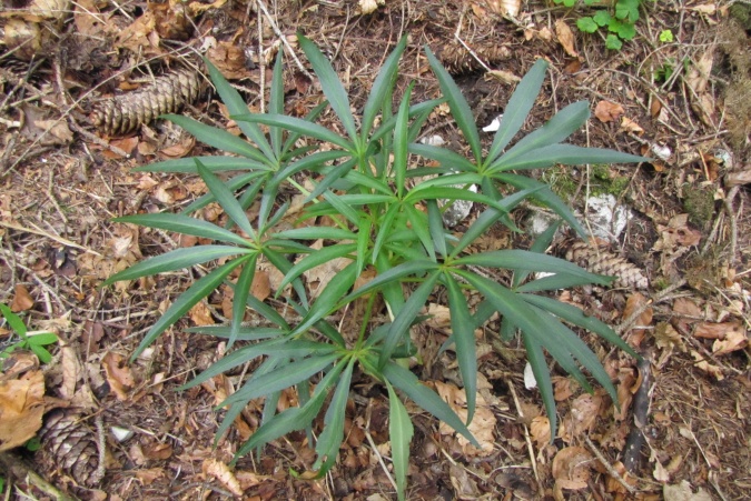 Helleborus foetidus.jpg