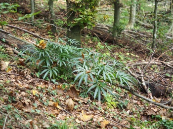 Helleborus foetidus 1.jpg