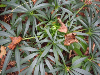 Helleborus foetidus 2.jpg