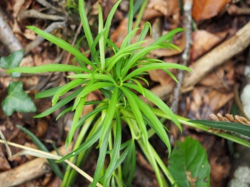 Helleborus foetidus 3.jpg