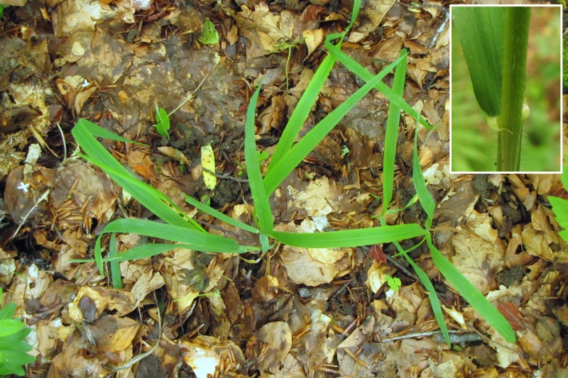 Fichier:Hordelymus europaeus.jpg