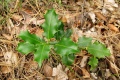 Ilex aquifolium.jpg