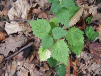 Lamium gaelobdolon 1.jpg