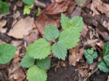 Lamium gaelobdolon 2.jpg