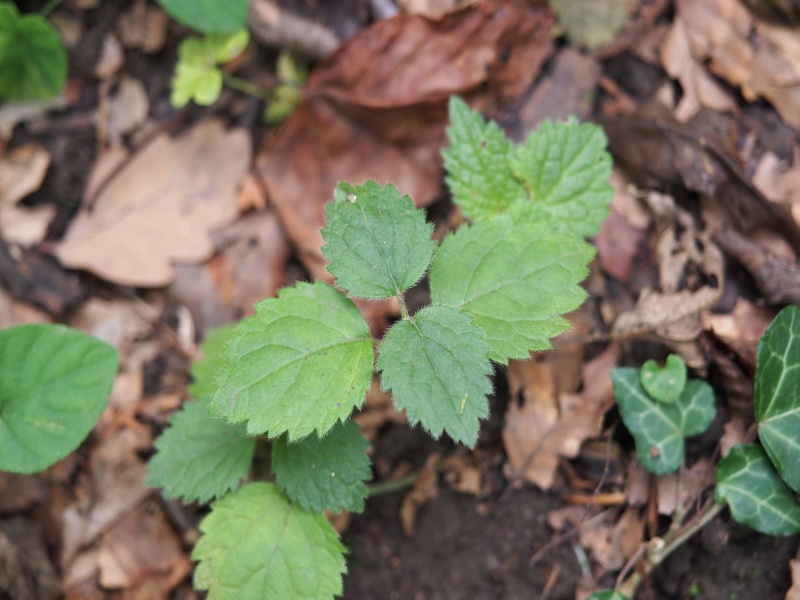 Fichier:Lamium gaelobdolon 2.jpg
