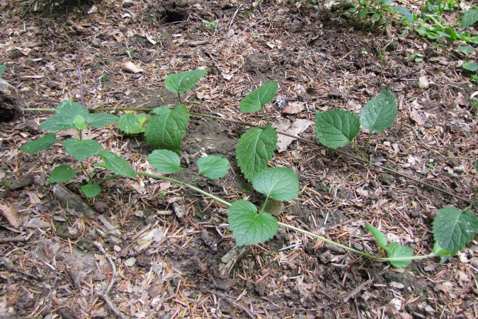 Lamium galeobdolon.jpg