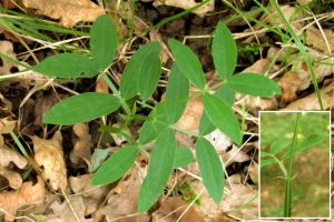 Lathyrus linifolius.jpg
