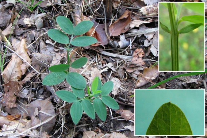 Lathyrus niger.jpg