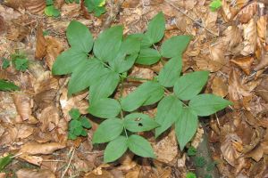 Lathyrus vernus.jpg