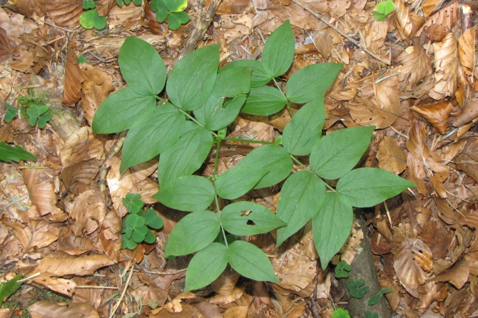 Lathyrus vernus.jpg