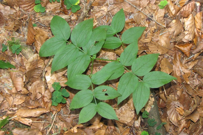 Lathyrus vernus.jpg