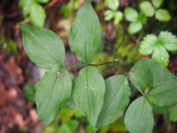 Lathyrus vernus 1.jpg