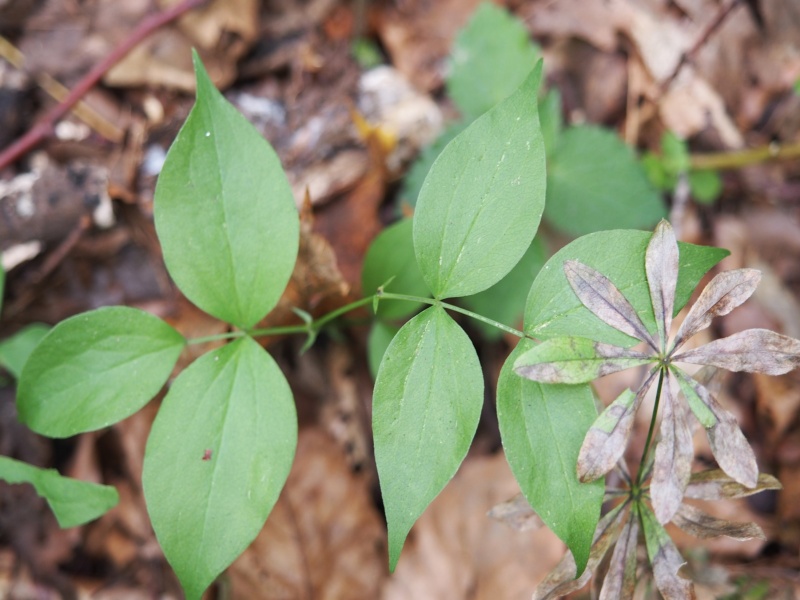 Fichier:Lathyrus vernus 2.jpg