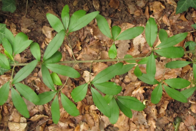 Ligustrum vulgare.jpg