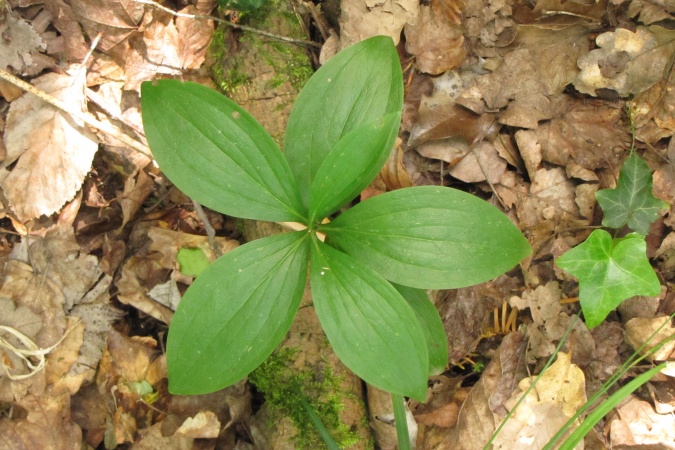 Lilium martagon.jpg