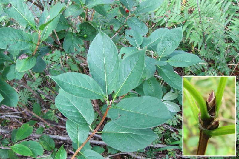 Fichier:Lonicera alpigena.jpg
